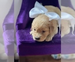 Small Photo #13 Golden Retriever Puppy For Sale in STAFFORD, VA, USA
