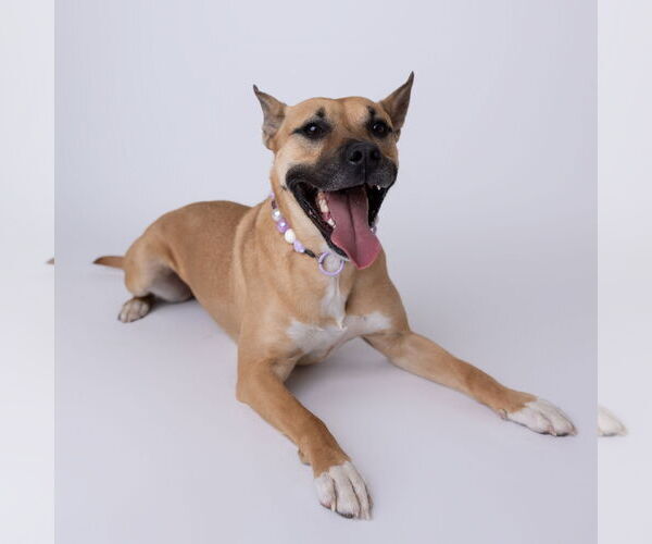 Medium Photo #6 Mutt Puppy For Sale in Fargo, ND, USA