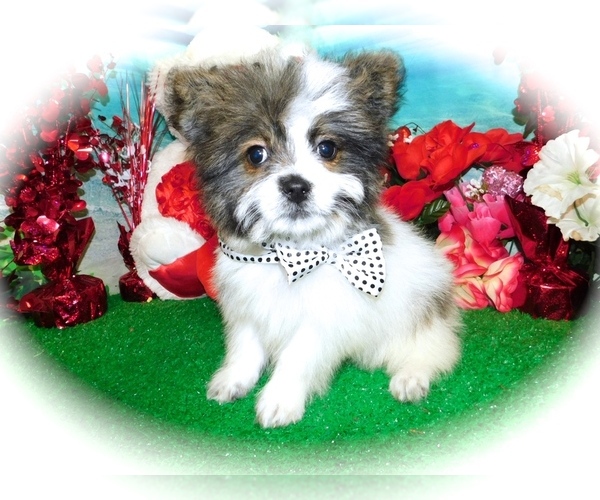 Medium Photo #1 Shiranian Puppy For Sale in HAMMOND, IN, USA