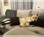 Small #6 Labrador Retriever Mix