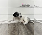 Litter of 10 - Male(s) and Female(s) AussiedoodleLitter of Puppies for Sale - Photo #11