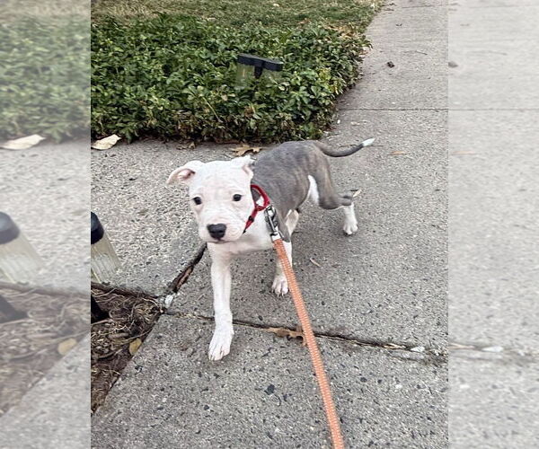 Medium Photo #2 Mutt Puppy For Sale in Spotsylvania, VA, USA