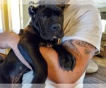 Small Photo #2 Cane Corso Puppy For Sale in LAKEVIEW, CA, USA
