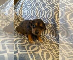 Catahoula Leopard Dog-Labrador Retriever Mix Puppy for Sale in NORWOOD, Missouri USA
