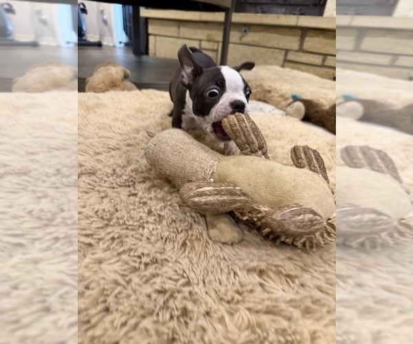 Medium Photo #7 Boston Terrier Puppy For Sale in FREDONIA, KS, USA