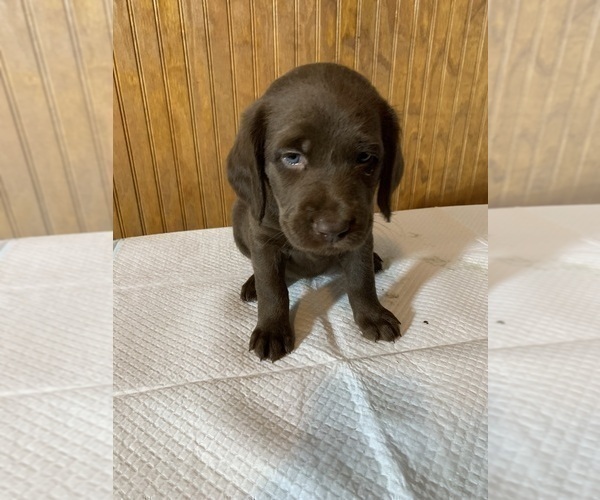 Medium Photo #12 Labradoodle Puppy For Sale in DEEPWATER, MO, USA