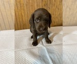 Small #11 Labradoodle