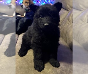 German Shepherd Dog Puppy for sale in CORNELL, MI, USA