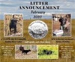 Small Photo #1 Labrador Retriever Puppy For Sale in EAGLE, ID, USA