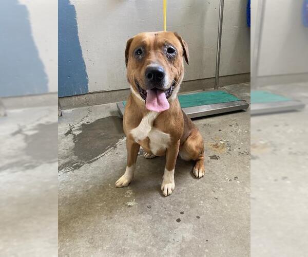 Medium Photo #1 Staffordshire Bull Terrier-Unknown Mix Puppy For Sale in Camarillo, CA, USA