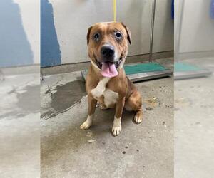 Staffordshire Bull Terrier-Unknown Mix Dogs for adoption in Camarillo, CA, USA