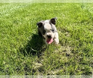 Boston Terrier Puppy for sale in BREMEN, IN, USA