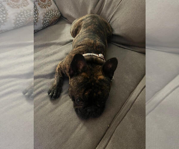 Medium Photo #1 French Bulldog Puppy For Sale in PORTSMOUTH, NH, USA