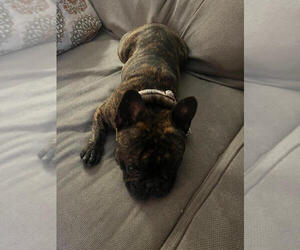 Father of the French Bulldog puppies born on 05/16/2025