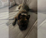 Small Photo #1 French Bulldog Puppy For Sale in PORTSMOUTH, NH, USA