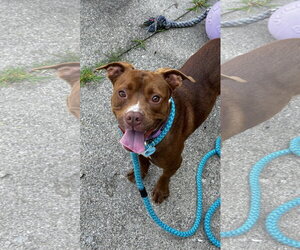Mutt Dogs for adoption in Rockaway, NJ, USA