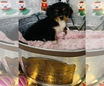 Small Photo #3 Cavalier King Charles Spaniel Puppy For Sale in CINCINNATI, OH, USA