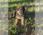 Small Photo #7 German Shepherd Dog Puppy For Sale in COLUMBIA, SC, USA