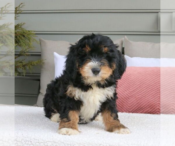 Medium Photo #4 Bernedoodle (Miniature) Puppy For Sale in MORGANTOWN, PA, USA