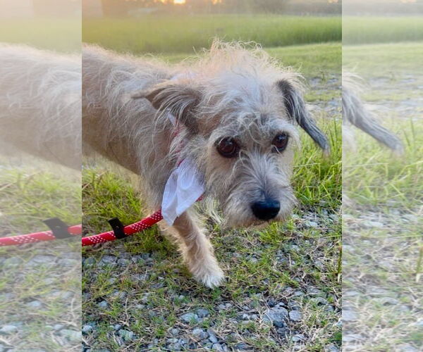 Medium Photo #6 Mutt Puppy For Sale in Oakhurst, NJ, USA