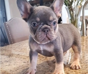 French Bulldog Puppy for sale in ELK GROVE, CA, USA