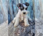 Small Photo #4 Schnauzer (Miniature) Puppy For Sale in NILES, MI, USA