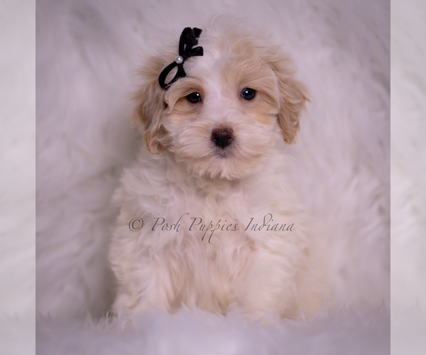 Medium Photo #1 Maltipoo (Miniature) Puppy For Sale in WARSAW, IN, USA