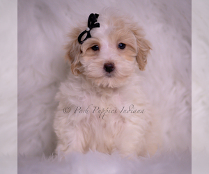 Medium Maltipoo (Miniature)