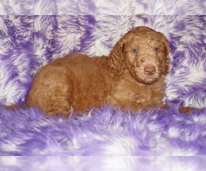 Labradoodle Puppy for sale in LA HABRA, CA, USA