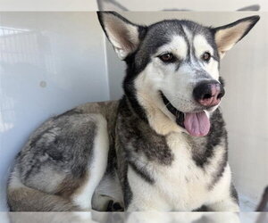 Alaskan Malamute Dogs for adoption in Houston, TX, USA