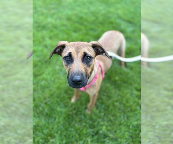 Medium Photo #4 Black Mouth Cur-Unknown Mix Puppy For Sale in Princeton, MN, USA