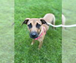 Small #3 Black Mouth Cur Mix