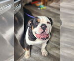 Small #3 Bulldog Mix