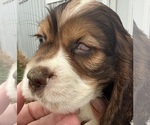 Small #3 Cocker Spaniel