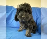 Small Photo #2 Cavapoo Puppy For Sale in GILBERTSVILLE, PA, USA