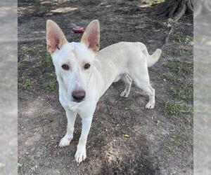 German Shepherd Dog Dogs for adoption in Conroe, TX, USA