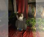 Small Photo #11 Poovanese Puppy For Sale in LOUISVILLE, KY, USA