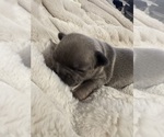 Puppy Puppy 7 French Bulldog
