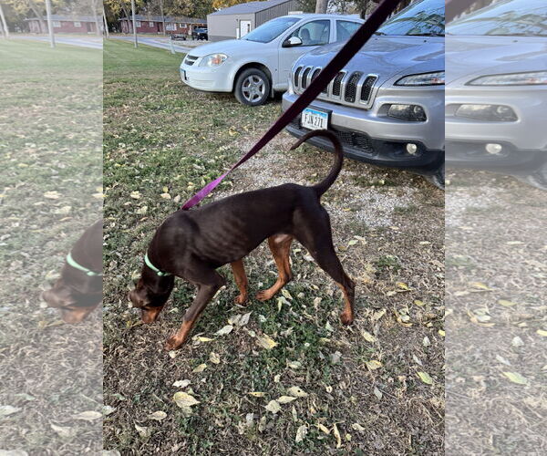 Medium Photo #16 Doberman Pinscher Puppy For Sale in Buffalo, MN, USA