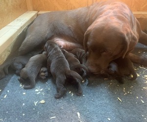 Labrador Retriever Puppy for sale in DECATUR, TX, USA