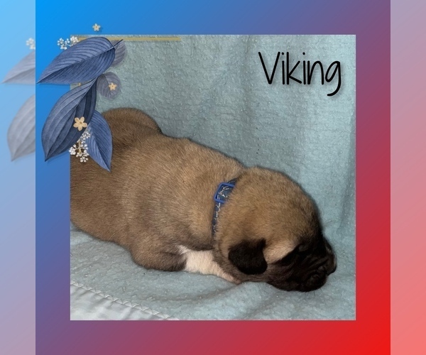 Medium Photo #2 Anatolian Shepherd Puppy For Sale in BROOKFIELD, MO, USA