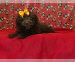 Small #7 F2 Aussiedoodle