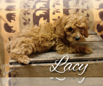 Small Photo #2 Cavapoo Puppy For Sale in LEBANON, PA, USA