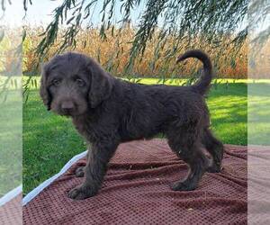 Labradoodle Puppy for sale in MYERSTOWN, PA, USA