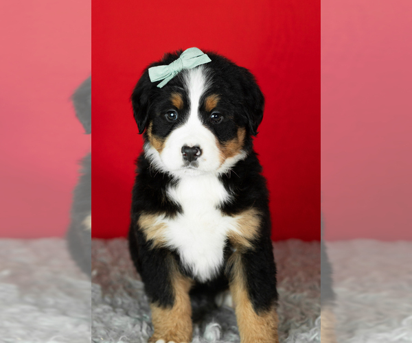 Medium Photo #26 Bernese Mountain Dog Puppy For Sale in MILLERSBURG, IN, USA