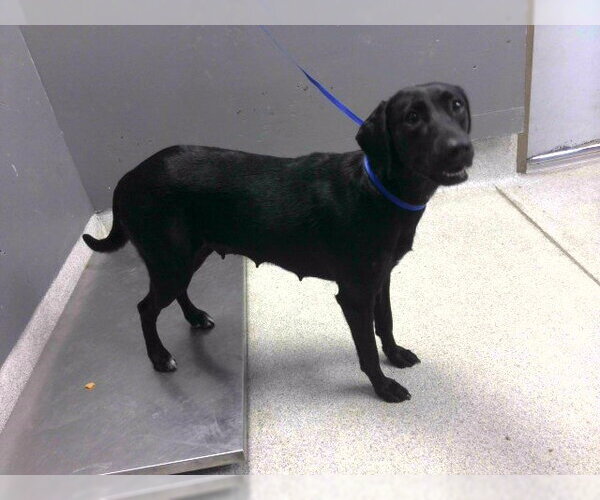 Medium Photo #1 Labrador Retriever Puppy For Sale in Tallahassee, FL, USA