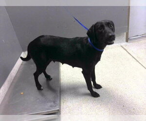 Labrador Retriever Dogs for adoption in Tallahassee, FL, USA