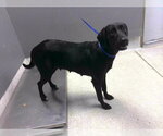 Small Labrador Retriever