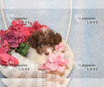 Small Photo #17 Poodle (Toy) Puppy For Sale in SANGER, TX, USA