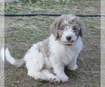 Small Photo #2 Labradoodle Puppy For Sale in COLORADO SPRINGS, CO, USA